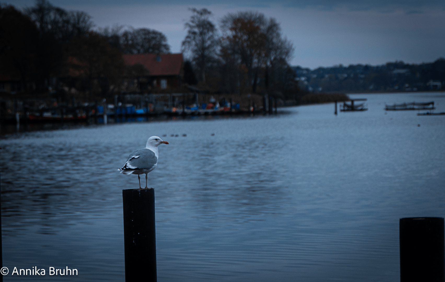 20231115-Möwe auf der Schlei